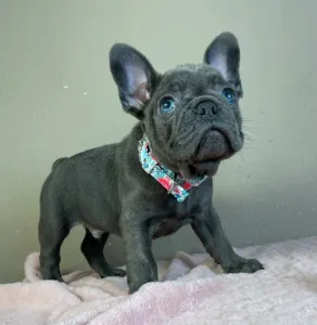 Francia bulldog - Joe