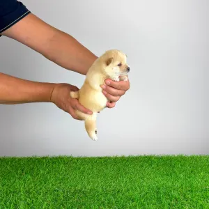 Shiba - Yuki