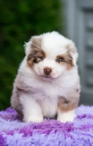 Miniature American Shepherd - Winstead Hug Me Tight