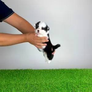 Welsh Corgi Pembroke - Engela