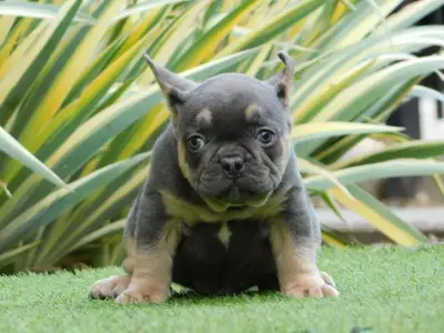 Bulldog francese - Medox