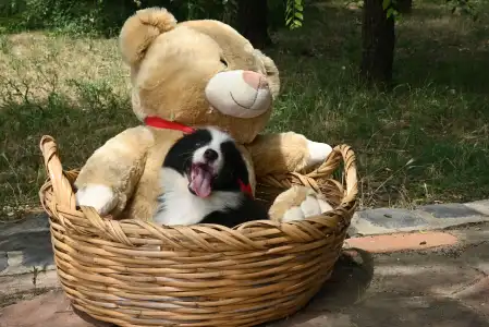 Бордер-колли - Dazzling Borders Beat Of My Heart