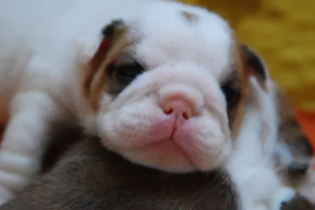 Bulldog - Rengőhegyi-ormán Dallas