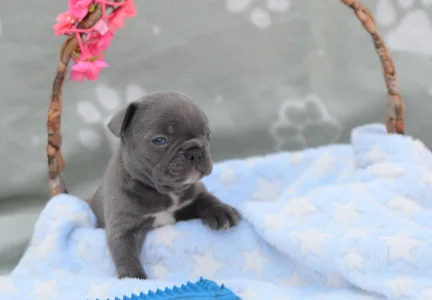 Francuski buldog - Magnus