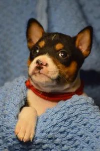Basenji - Lucky Alien