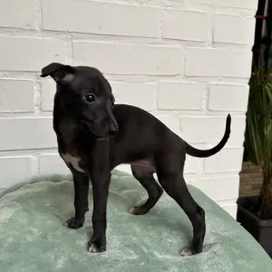 Italian Greyhound - Luna