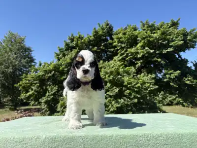 American Cocker Spaniel - English Levander