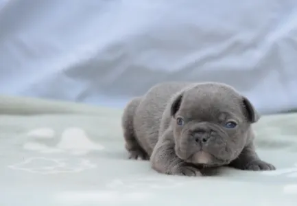 French Bulldog - Magnus