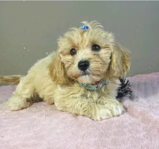 Maltipoo - Brian