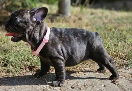 Bouledogue français - Mendy 