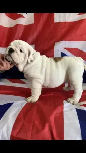 Angol bulldog - Andor