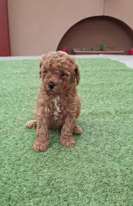 Caniche Nain - Benny