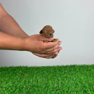 Poodle Toy - Jozzy