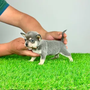 Chihuahua - Patty