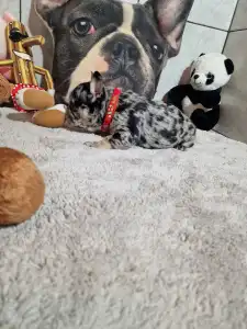 Французский бульдог - Black And Tan Girl