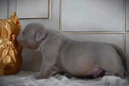 American Bully - Pocket - Peanut