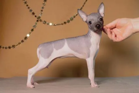 American Hairless Terrier - Ariel Sun