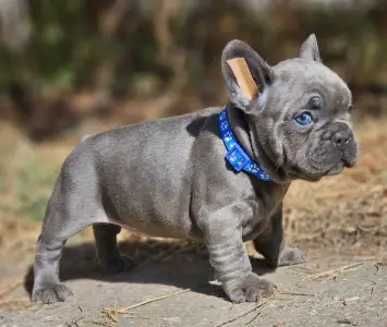 Bulldog francez - Sky