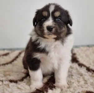Australian Shepherd - Daikoku