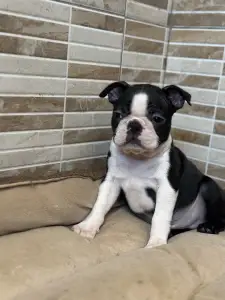 Boston Terrier - Yuma Nero Di Angelo