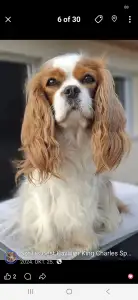 Cavalier King Charles Spaniel - Kókusz
