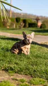 Bouledogue français - Bogi 