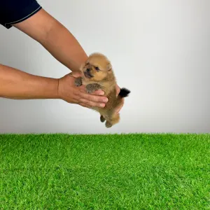 Pomeranian - Texus