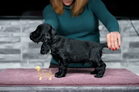 Cocker Spaniel anglais - La Scale Meteor Shower