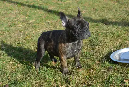French Bulldog - Hiro