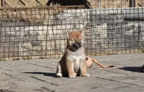 Shiba - Bravados Chiemi