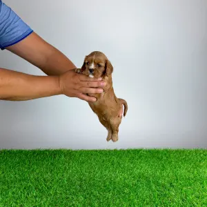 Cavalier King Charles Spaniel - Wimpie
