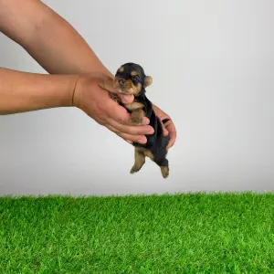 Jorkšírský teriér - Wolke