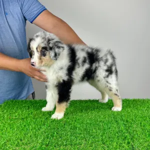 Australian Shepherd - Tamy