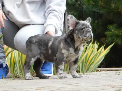 Französische Bulldogge - John