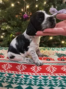 Angol Cocker spániel - Blackie