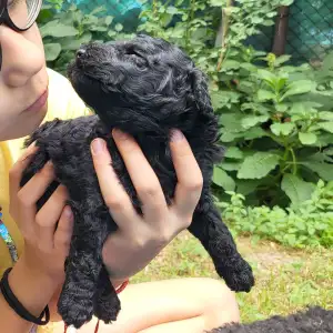 Poodle Medium - Apród