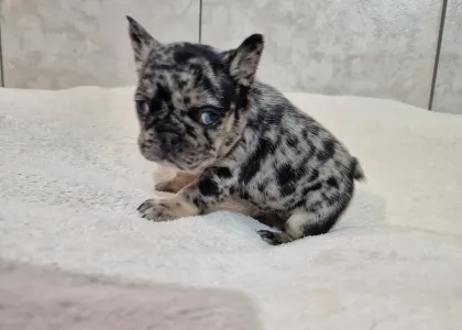 Французский бульдог - French Bulldog Merla Tan Boys And Girls