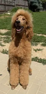 Poodle Standard - Jatt Black