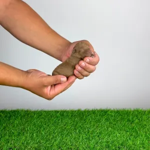 Caniche Nain - Bunny