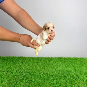 Cavalier King Charles Spaniel - Enzo