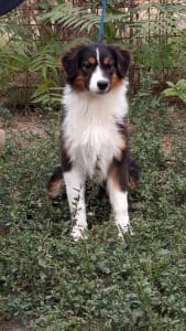 Australian Shepherd - Dailos Joy Me For A Ride