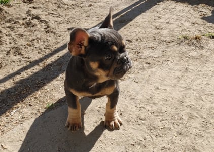 Francia bulldog - Milla