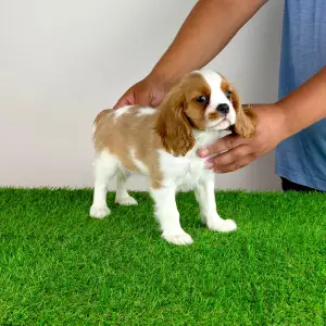 Cavalier King Charles Spaniel - Tici