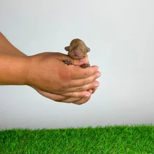 Caniche Nain - Bunny