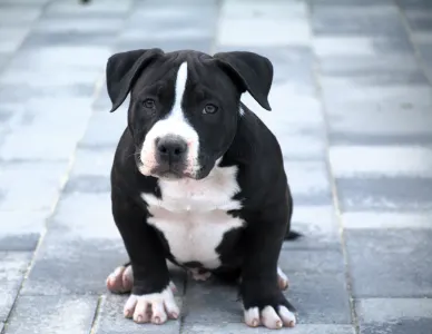 l'American Bully - Pocket - Borisz