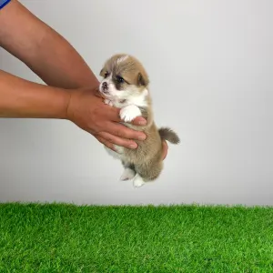 Welsh Corgi Pembroke - Allegro