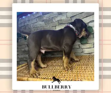 Amerikai Bully - Standard - Tayberry