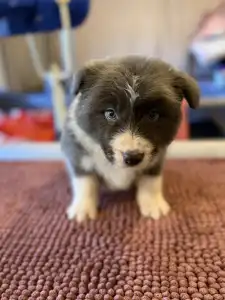 Border Collie - Blue Boy