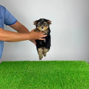 Yorkshire Terrier - Ziggy