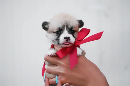 Вельш-корги пемброк - Eleven